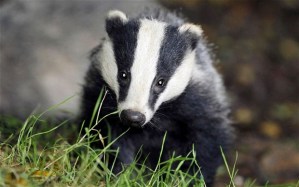badger